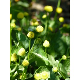 Acmella (syn. Spilanthes) oleracea (forme verte à fleur jaune) - Cresson de Parà ou Plante électrique (graines)
