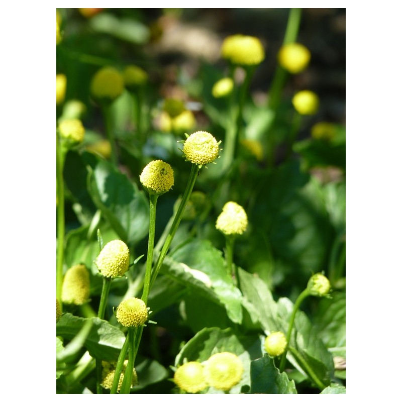Acmella (syn. Spilanthes) oleracea (forme verte à fleur jaune) - Cresson de  Parà ou Plante électrique (graines) - Le Jardin des Curieux