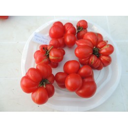 Tomate ancienne 'Voyage' - Solanum lycopersicum (Graines / Seeds)