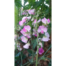 Lathyrus latifolius 'Rose Pearl' - Pois de senteur vivace (Graines / Seeds)