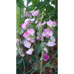 Clitoria ternatea - Pois bleu / Fleur Clitoris (Graines / Seeds)