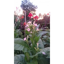 Nicotiana tabacum var. havanensis - Tabac Cubain (graines / seeds)