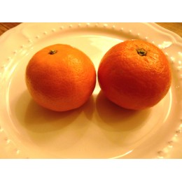 Citrus unshiu 'Miyagawa' - Mandarine rustique (Agrumes)