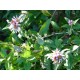 Ampelaster carolinianus - Aster grimpant / arbustif