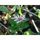 Ampelaster carolinianus - Aster grimpant / arbustif