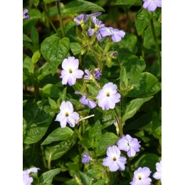 Browallia americana -  Browallie bleue ciel BIO (Graines / seeds)