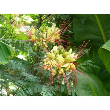 Caesalpinia giliesii - Petit flamboyant