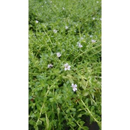 Bacopa monnieri - Hysope d'eau, Brahmi