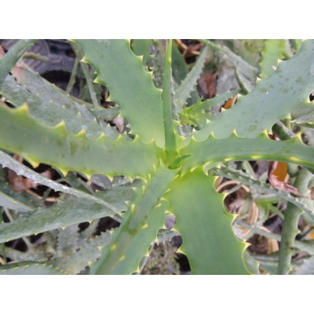 Aloes arborescens - Aloes arborescent