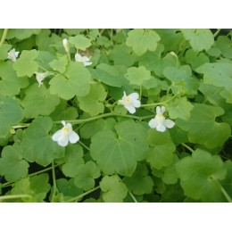 Cymbalaria muralis 'Alba' - Cymbalaire blanche / albinos, Ruine de Rome (plant)