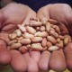 Arachis hypogaea - Cacahuéte, Cacahouéte ou Arachide (graines / seeds)