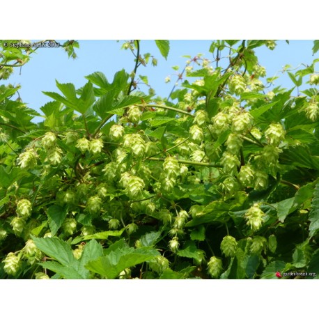 Humulus lupulus 'Chinook' - Houblon (pour bière)