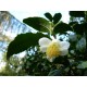 Camellia sinensis - Théhier