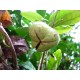 Camellia sinensis - Théhier
