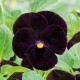 Viola cornuta (alpine) 'Noir' - Pensée à petites fleurs noires