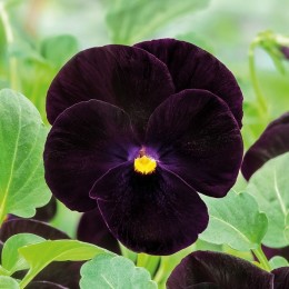 Viola cornuta Alpine 'Noir' - Pensée cornue à fleurs noires