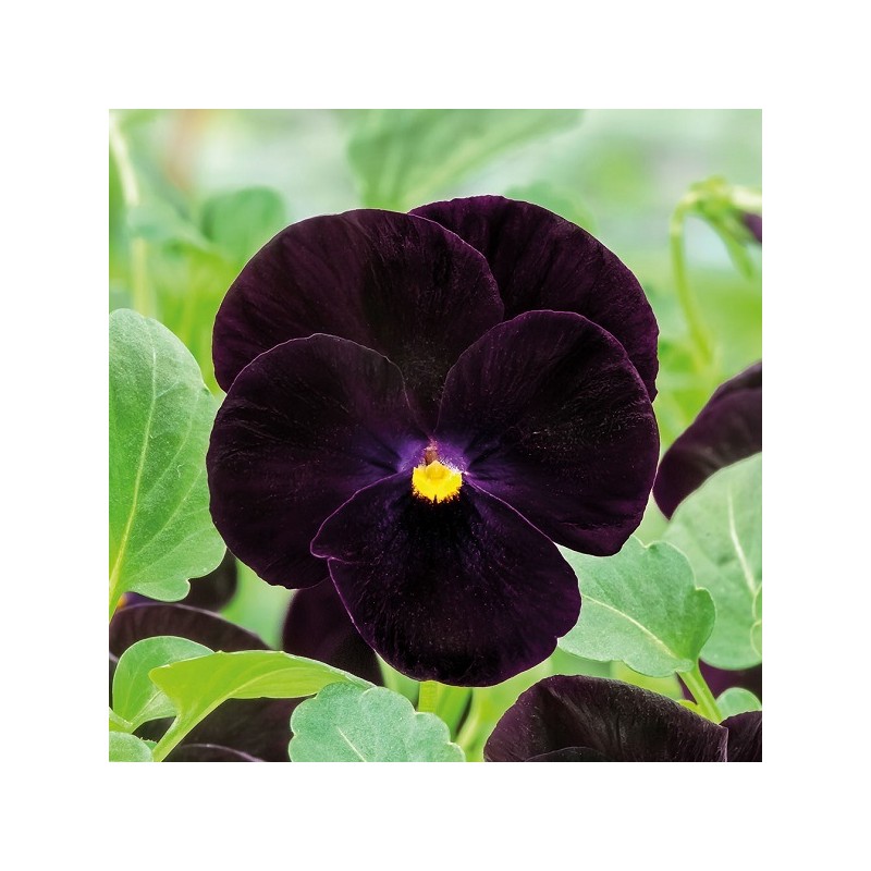 Viola cornuta Alpine 'Noir' - Pensée cornue à fleurs noires