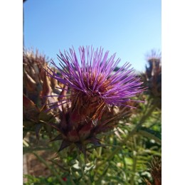 Cynara cardunculus - Chardonnette de vendée / Caillebotte