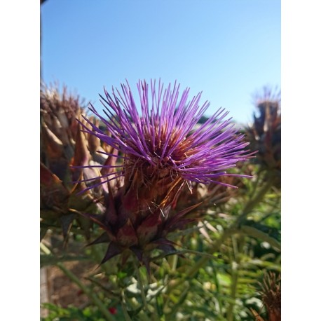 Cynara cardunculus - Chardonnette de vendée / Caillebotte