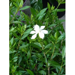 Gardenia jasminoïdes 'Pinwheel’ - Gardénia rustique