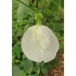 Clitoria ternatea 'Alba' - Pois bleu blanc / Fleur Clitoris blanche (Graines / Seeds)