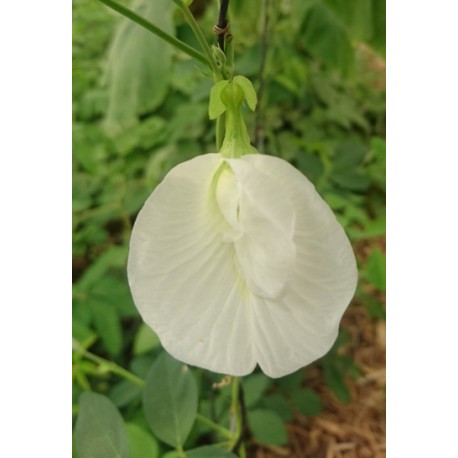 Clitoria ternatea