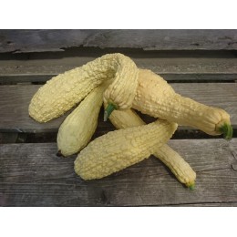 Cucurbita pepo 'Rugosa Friulana' - Courgette Pop-Corn (Graines / Seeds)