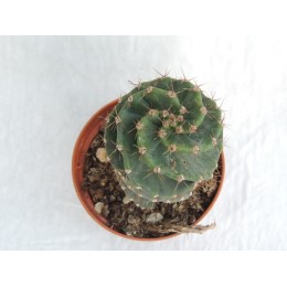 Cereus forbesii var. spiralis - Cactus spirale lévogyre (gauche)