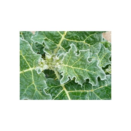 Solanum marginatum - Tomate sauvage marginée (Graines / seeds)