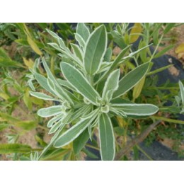 Euphorbia bicolor - Euphorbe panachée (graines / seeds)