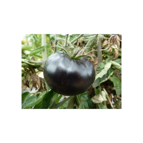 Tomate ancienne 'Black Beauty' - Solanum lycopersicum (graines / seeds)