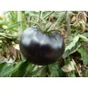 Tomate ancienne 'Black Beauty' - Solanum lycopersicum (graines / seeds)