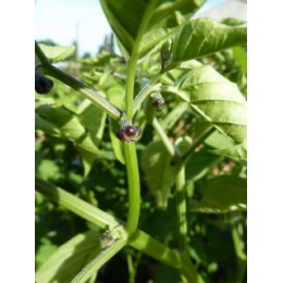 Physalis solanacea - (graines / seeds)