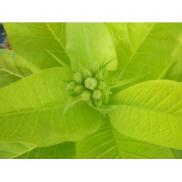 Nicotiana tabacum 'Aureum' - Tabac doré (graines / seeds)