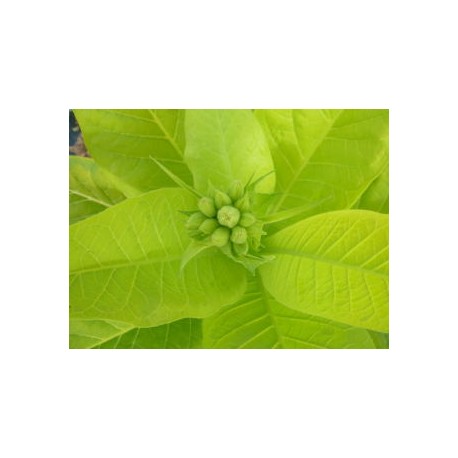 Nicotiana tabacum 'Aureum' - Tabac doré (graines / seeds)