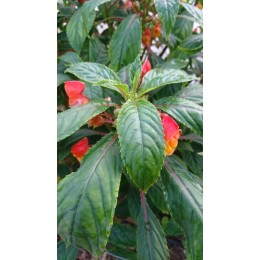 Impatiens bicaudata - Impatiens orange (plant)