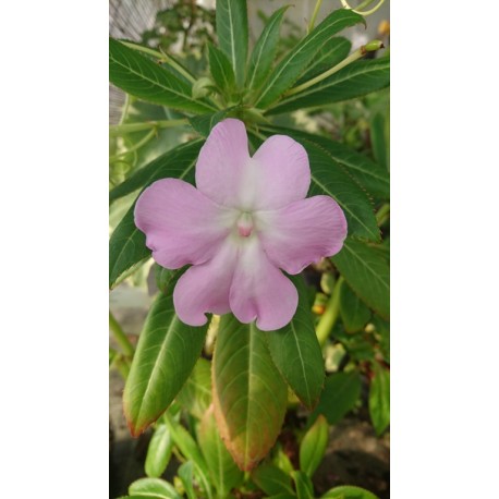 Impatiens tuberosa - Impatiens tubéreuse (plant)