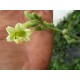 Nicotiana africana - Tabac de Namibie  (graines / seeds)
