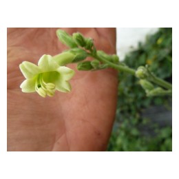 Nicotiana africana - Tabac de Namibie  (graines / seeds)