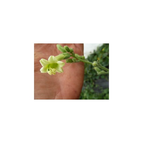 Nicotiana africana - Tabac de Namibie  (graines / seeds)