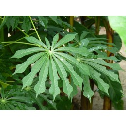 Manihot grahamii - Manioc rustique (plant) G9cm