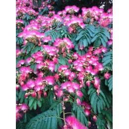 Albizia julibrissin - Arbre de soie ou Acacia de Constantinople (Graines / Seeds)