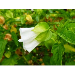 Nicandra physalodes 'Alba' - Nicandre faux coqueret albinos (graines / seeds)