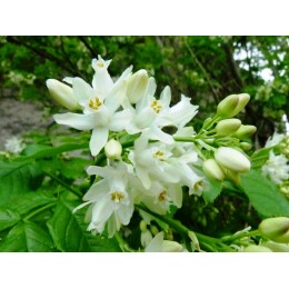 Staphylea pinnata - Faux pistachier ou Staphylier