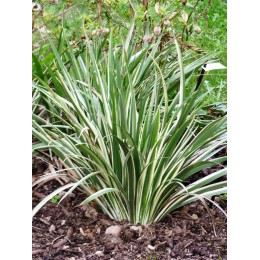 Iris foetidissima 'Variegata' - Iris fétide panaché