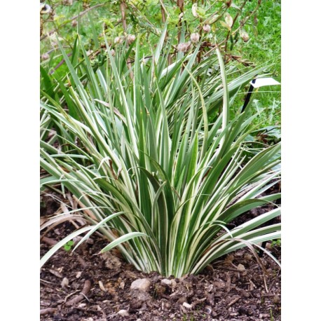 Iris foetidissima 'Variegata' - Iris fétide panaché