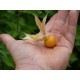 Physalis peruviana - Amour en cage