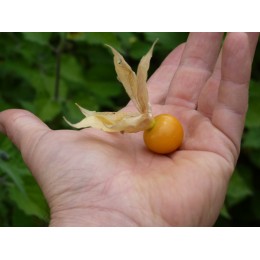 Physalis peruviana - Amour en cage ou Coqueret du Pérou (Graines / Seeds)