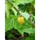 Physalis peruviana - Amour en cage