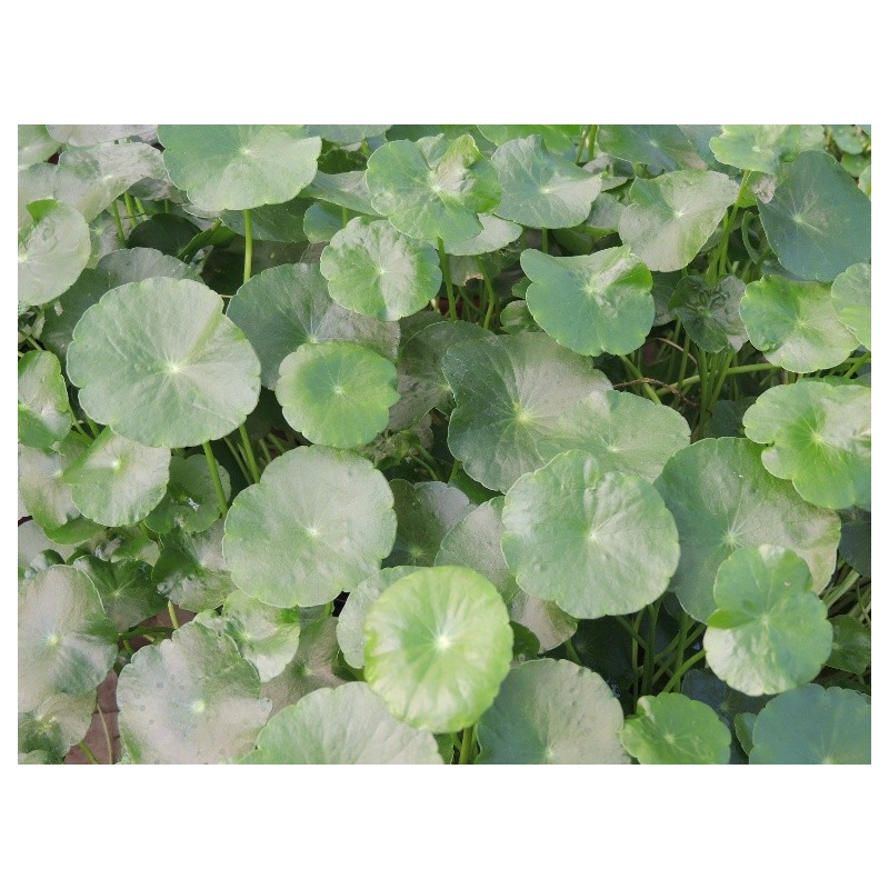 Eau de Gotu Kola Hydrocotyle Aquarium rampante étang ou sol Patio Plant enraciné